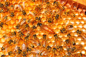 Bees1